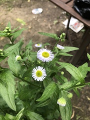 Erigeron annuus