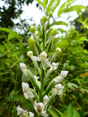 Habenaria monorrhiza