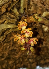 Smithsonia straminea