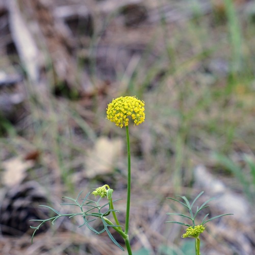 Image of Cymopterus lemmonii by (c) Andrew Tree, some rights reserved (CC BY)