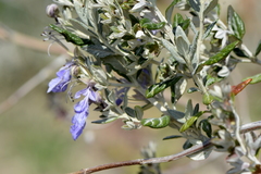 Teucrium fruticans