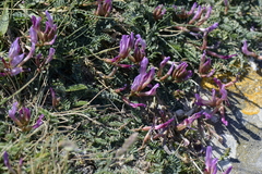Astragalus monspessulanus monspessulanus