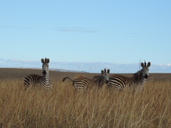 Equus quagga crawshayi