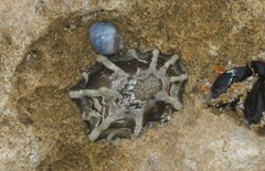 Patelloida latistrigata