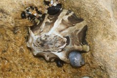 Patelloida latistrigata