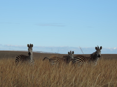Equus quagga crawshayi
