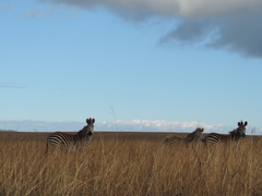 Equus quagga crawshayi