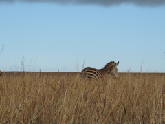 Equus quagga crawshayi