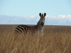 Equus quagga crawshayi
