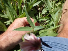 Trifolium productum