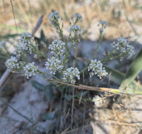 Image of Lepidium cartilagineum by (c) Christoph Moning, some rights reserved (CC BY)