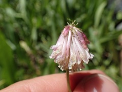 Trifolium productum