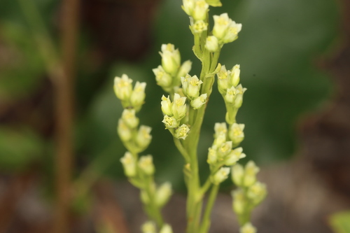 Image of Bartonia virginica by (c) Jake McCumber, some rights reserved (CC BY)