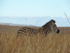 Equus quagga crawshayi