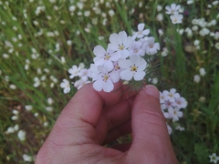 Leptosiphon montanus