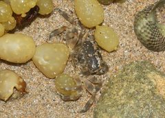 Paragrapsus quadridentatus