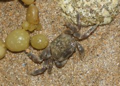 Paragrapsus quadridentatus