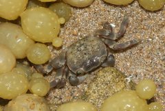 Paragrapsus quadridentatus