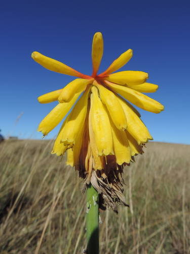 Kniphofia grantii