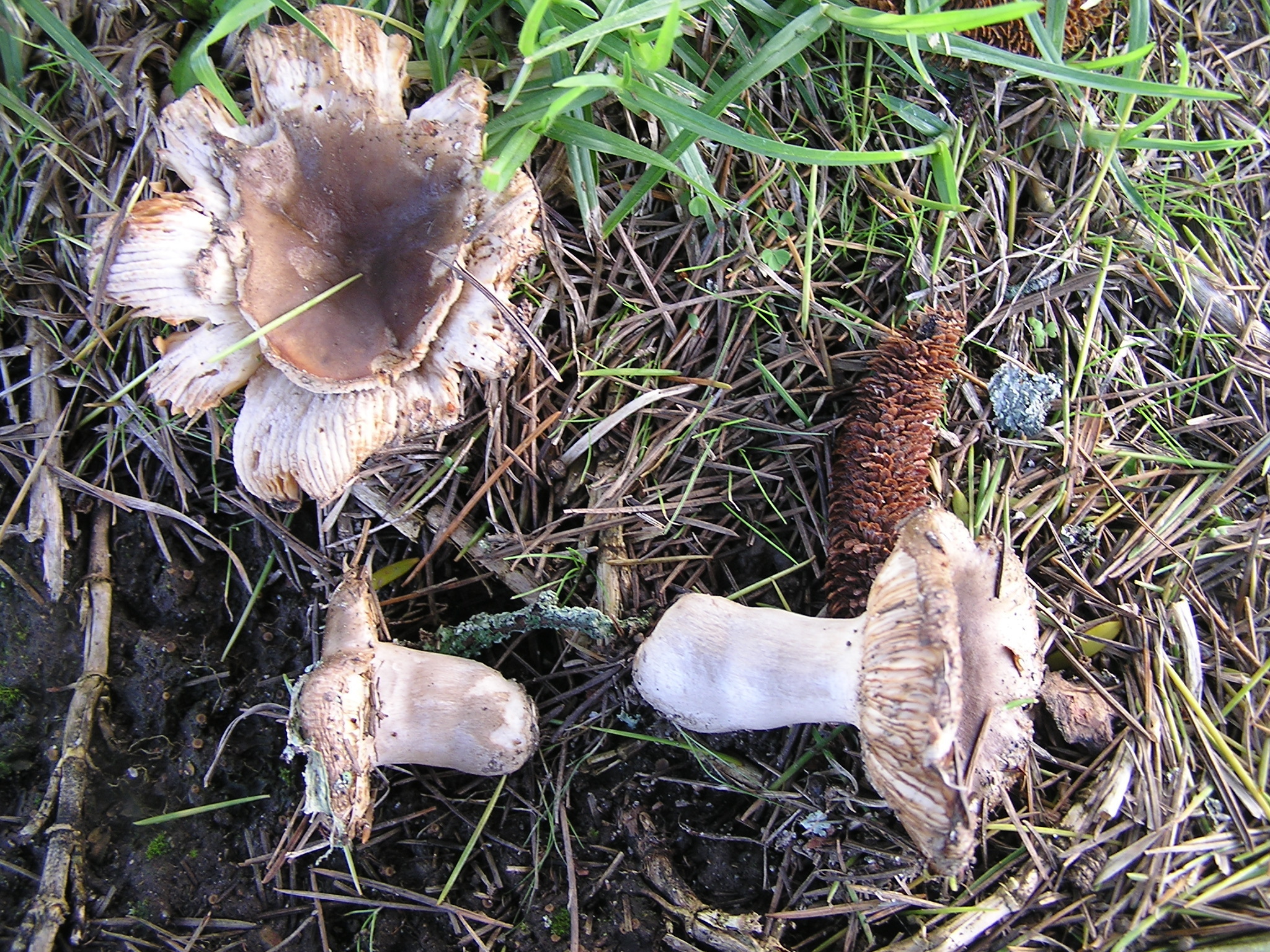 Russula amoenolens image