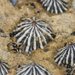 Striped False Limpet - Photo (c) Adam Edmonds, some rights reserved (CC BY-NC-SA), uploaded by Adam Edmonds