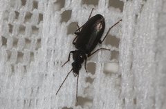 Notagonum