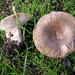 Russula amoenolens - Photo (c) David Whyte,  זכויות יוצרים חלקיות (CC BY-SA), uploaded by David Whyte