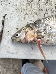 Round Whitefish photo 5