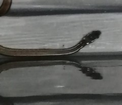 Coniophanes meridanus