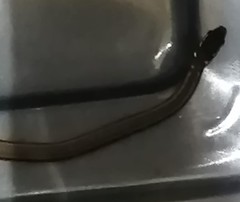 Coniophanes meridanus