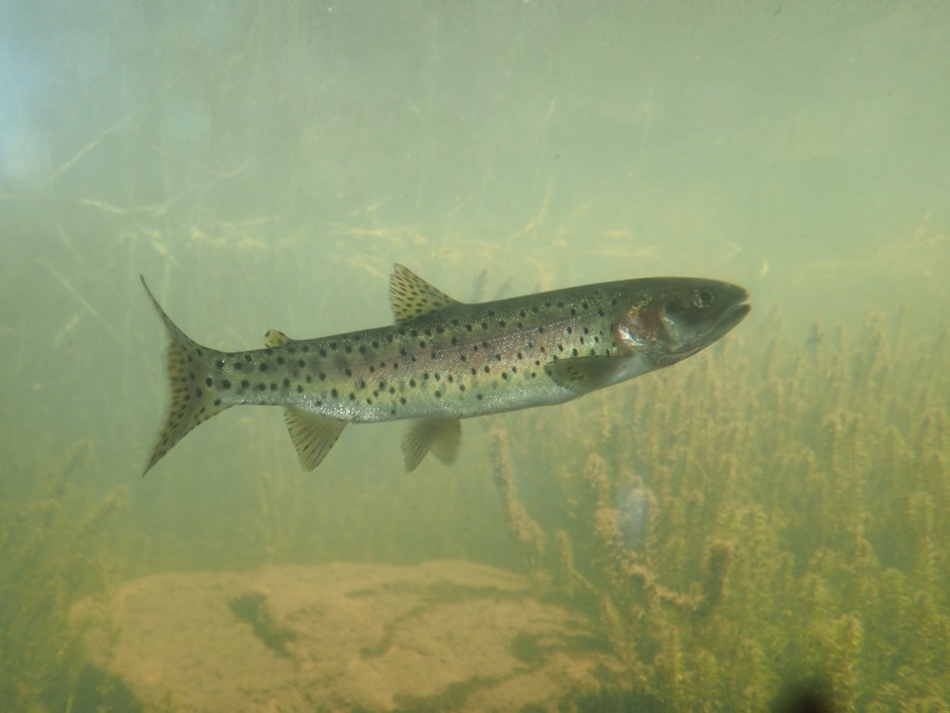 Great Basin Cutthroat Trout