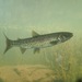 Cutthroat Trout - Photo (c) Ted Barone, some rights reserved (CC BY-NC), uploaded by Ted Barone
