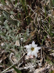 Gentiana fremontii