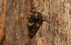 Eurymeloides punctata