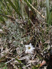 Gentiana fremontii