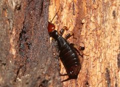 Nesogaster ruficeps