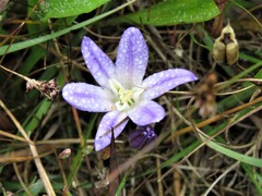 Brodiaea terrestris terrestris