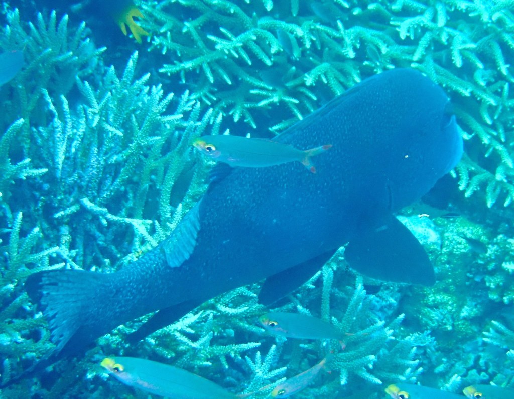Photo of Whiteline Sweetlips (Plectorhinchus albovittatus)