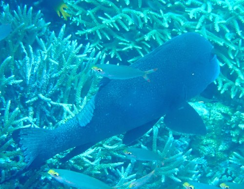 Photo of Whiteline Sweetlips (Plectorhinchus albovittatus)