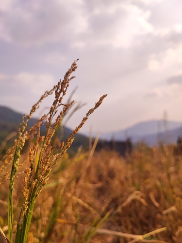 Panicum sumatrense iNat (1)