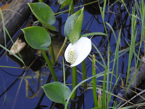 Calla palustris