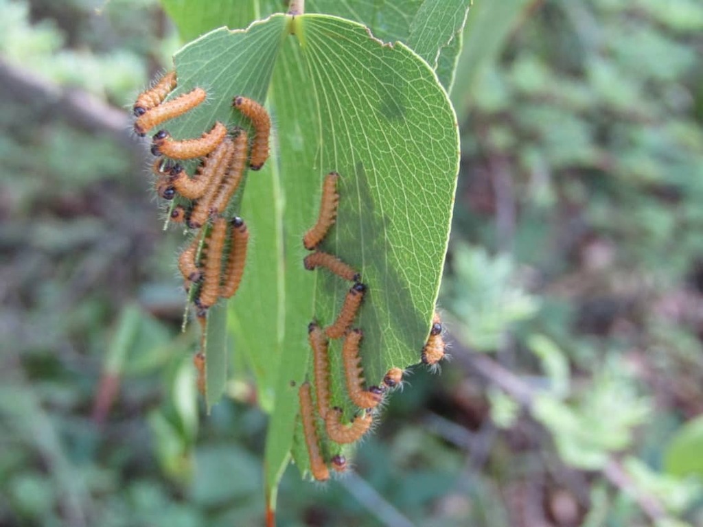 Ver mopane (Gonimbrasia belina)