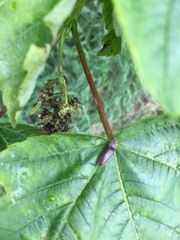 Athous haemorrhoidalis