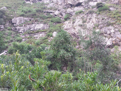 Pterocelastrus rostratus