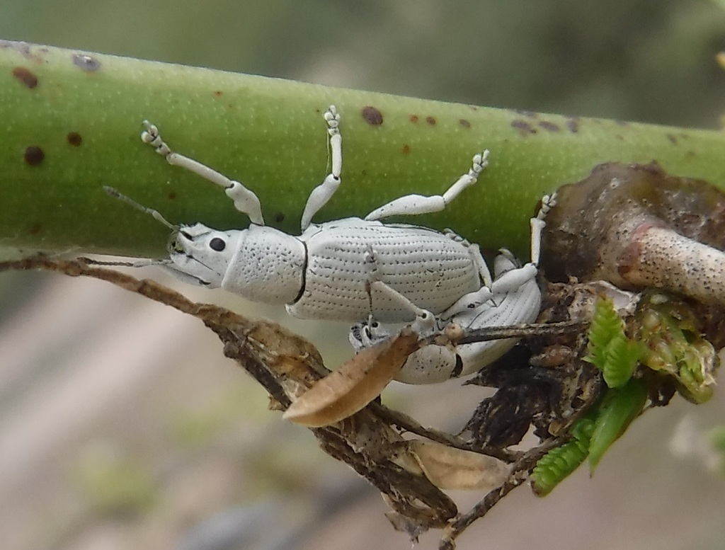 Artipus calceatus