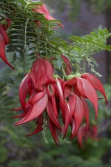 Clianthus puniceus
