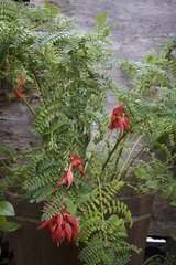 Clianthus puniceus