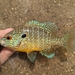 Northern Sunfish - Photo (c) qfc79, some rights reserved (CC BY), uploaded by qfc79
