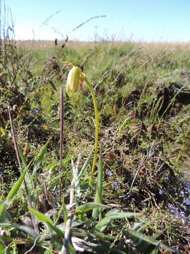 Albuca abyssinica image