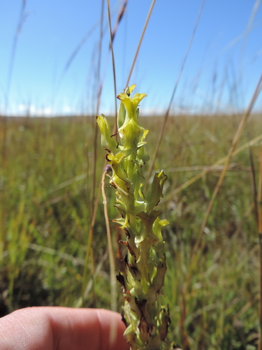 Roeperocharis